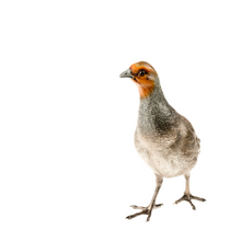 Laden Sie das Bild in den Galerie-Viewer, Rebhuhn - Partridge - Sterlingsilber, handemailliert
